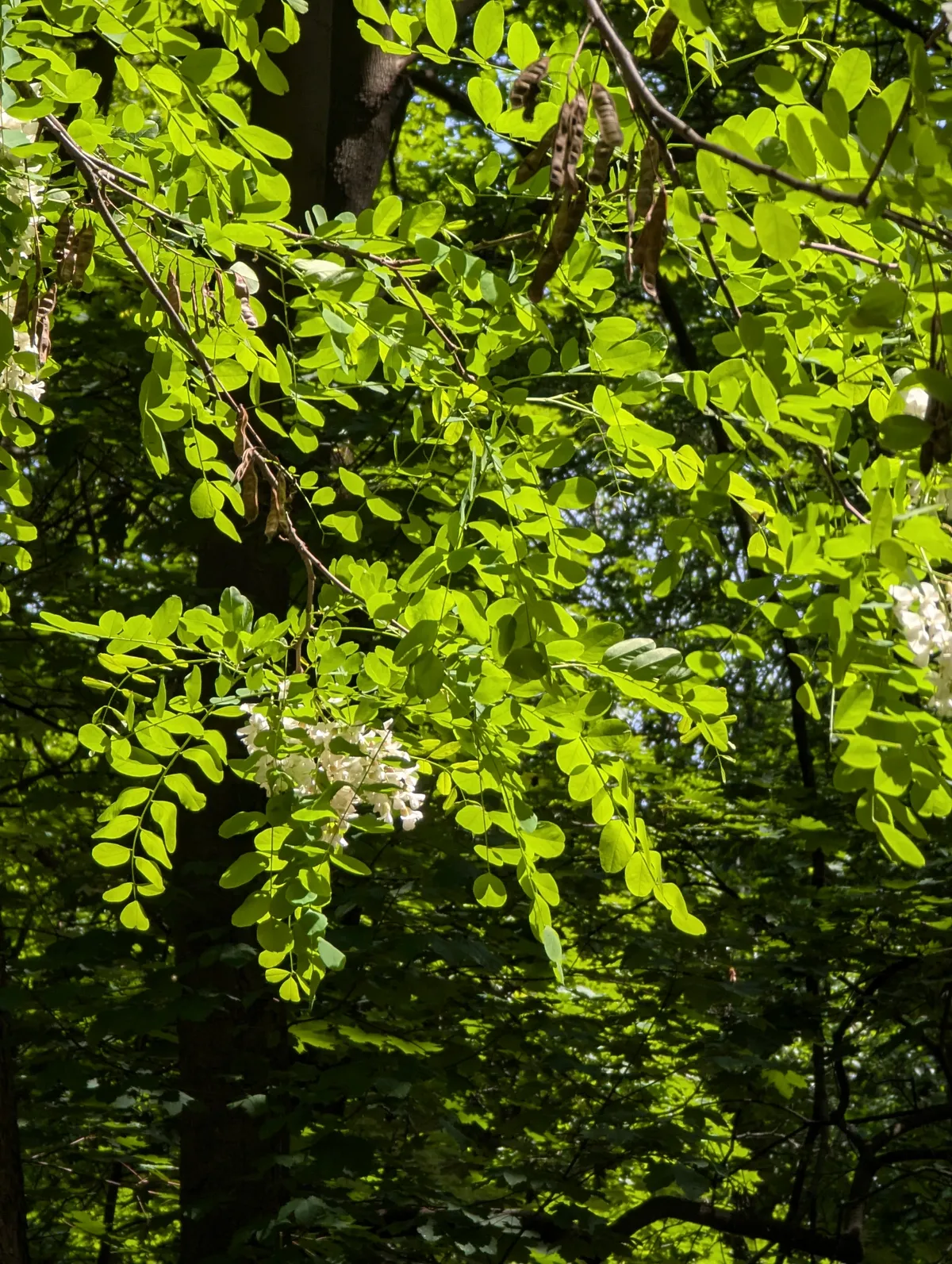 Robinia zwana akacją