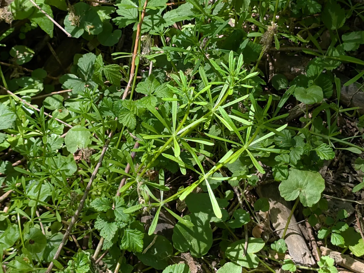 Przytulia