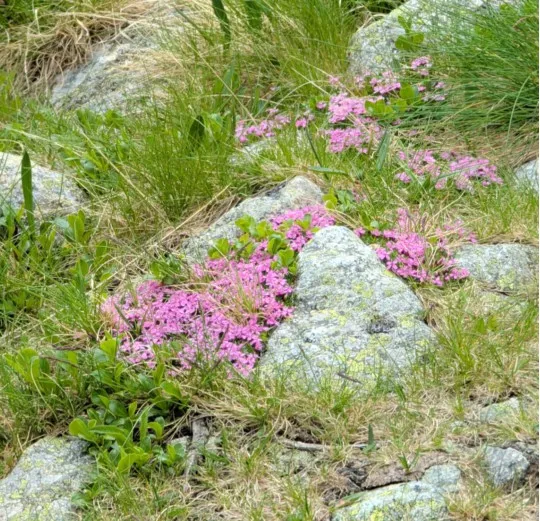 Silene acaulis