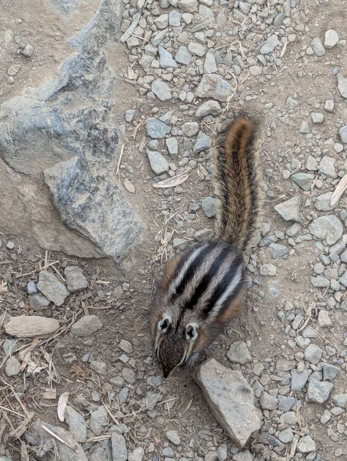 chipmunk olimpijski