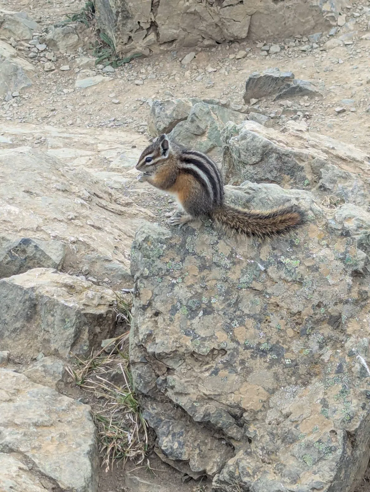 chipmunk olimpijski2