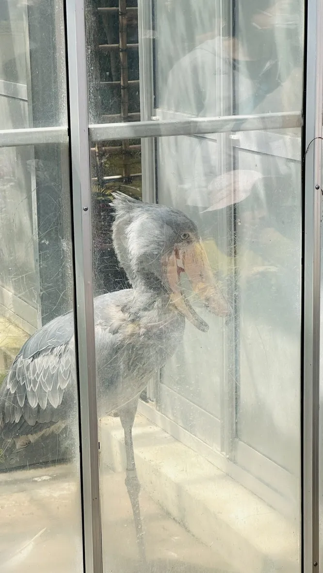 A large grey bird with a distinctive beak stands inside a glass enclosure, appearing to be looking out. The bird's feathers are ruffled, and reflections of surroundings are visible on the glass.