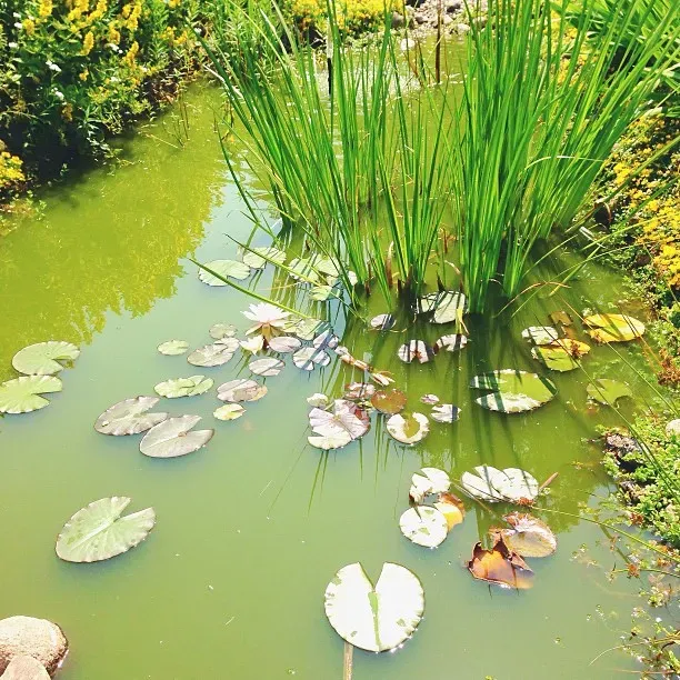 A serene pond with green water, featuring scattered lily pads and tall grass along the edges. Surrounding foliage adds a touch of yellow and greenery to the scene.