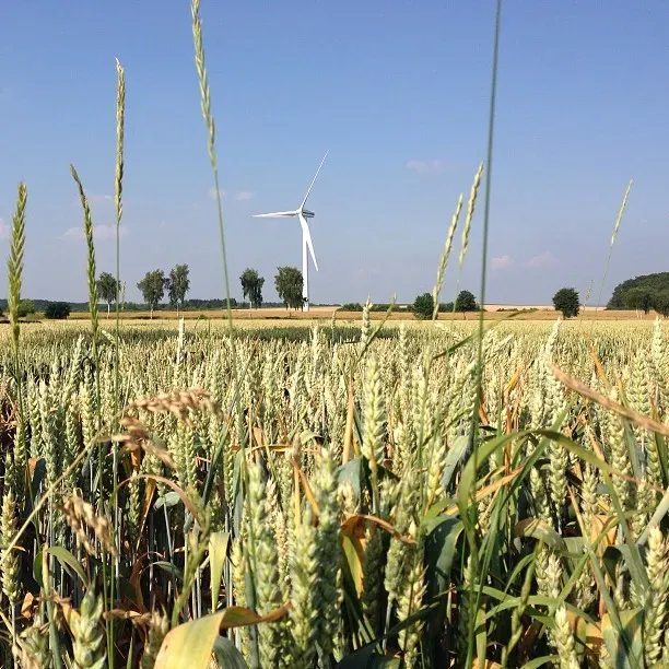 A field of tall, green wheat stands in the foreground, with a white wind turbine visible in the background against a clear blue sky. A few trees are scattered beyond the wheat field, and the landscape features rolling hills in the distance.