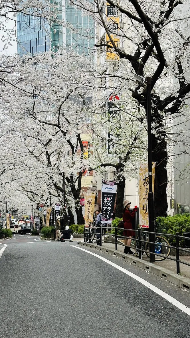 A tree-lined street filled with blooming cherry blossoms, featuring banners celebrating the sakura season. Pedestrians walk along the sidewalk next to a road with sparse traffic and tall buildings in the background.