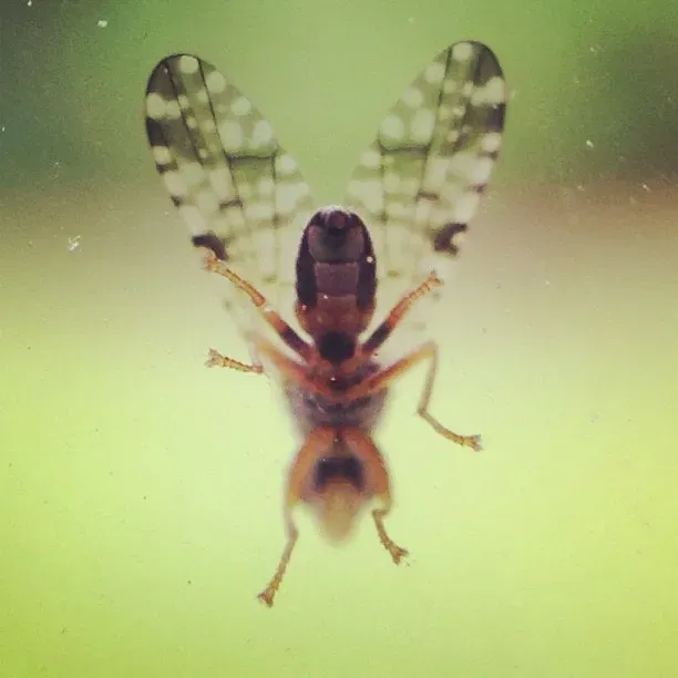 A close-up view of a bug with transparent wings, showcasing intricate patterns on the wings and a dark body, set against a soft green background.