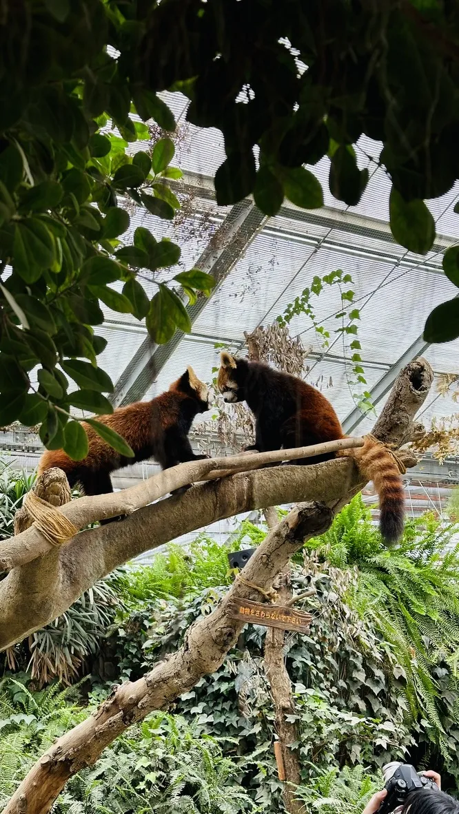Two red pandas are perched on a large tree branch in a lush green environment, surrounded by foliage and a glass structure overhead. The pandas appear to be interacting playfully with each other.