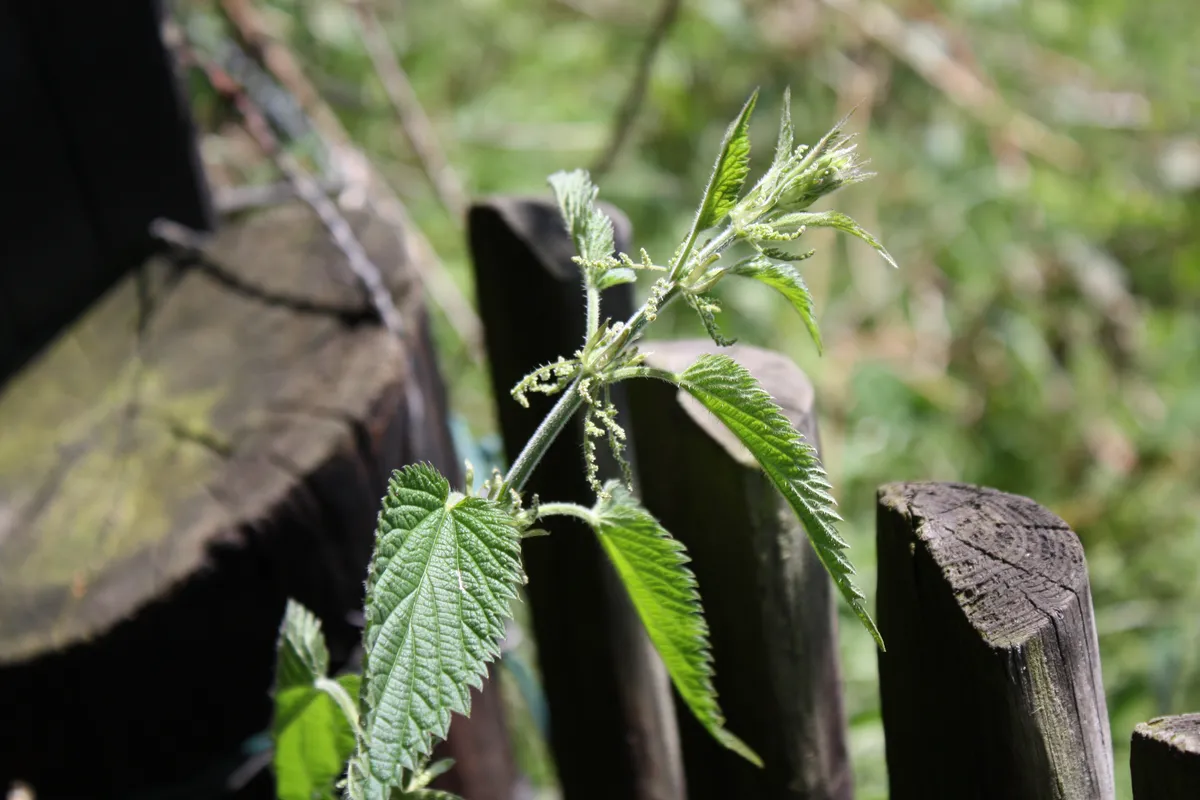 A close-up of a green plant with serrated leaves, featuring small clusters of white flowers emerging from its upper branches. In the background, a blurred wooden fence and greenery are visible.