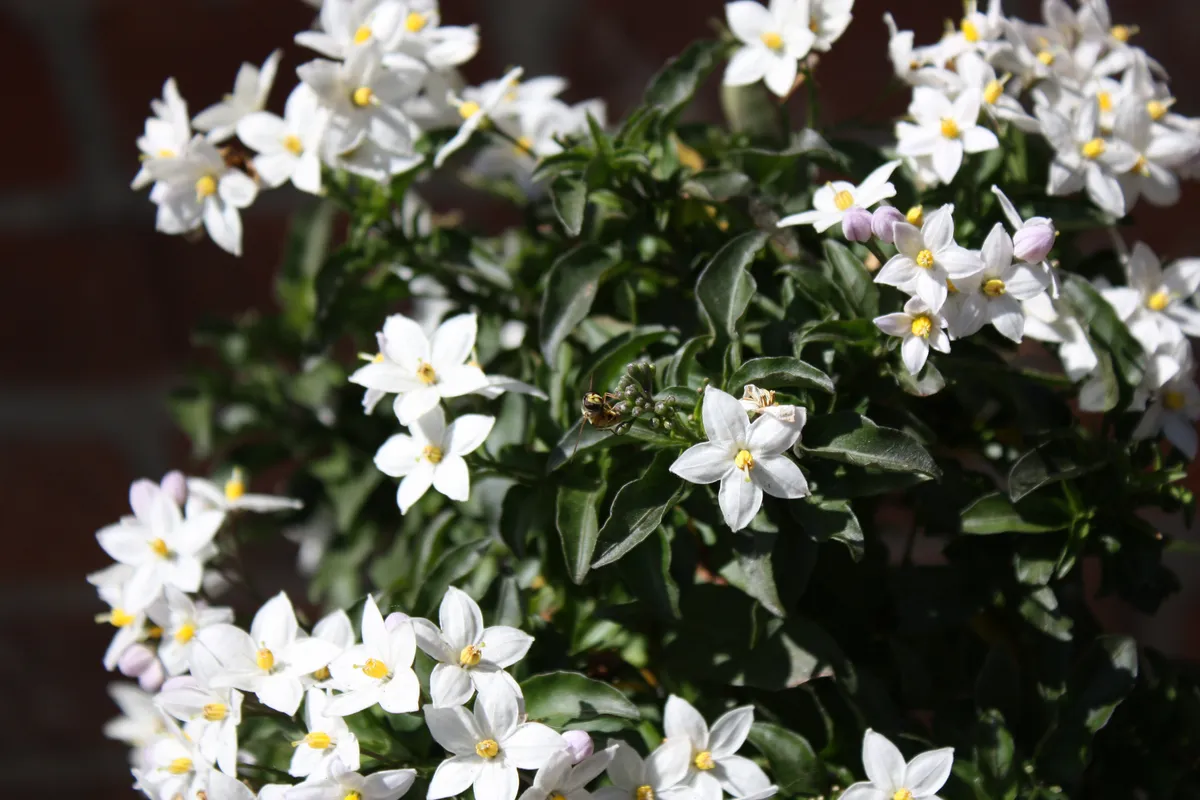 A cluster of small white flowers with yellow centers blooms densely on a green-leaved plant. The background features blurred brick, emphasizing the vibrant flowers.