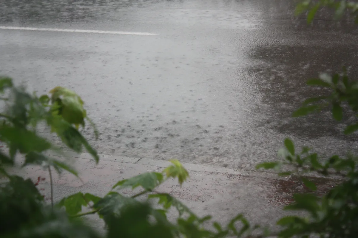Raindrops are falling heavily on a wet pavement, creating ripples in the water. Lush green leaves frame the edges of the scene, adding a natural element to the rainy atmosphere.