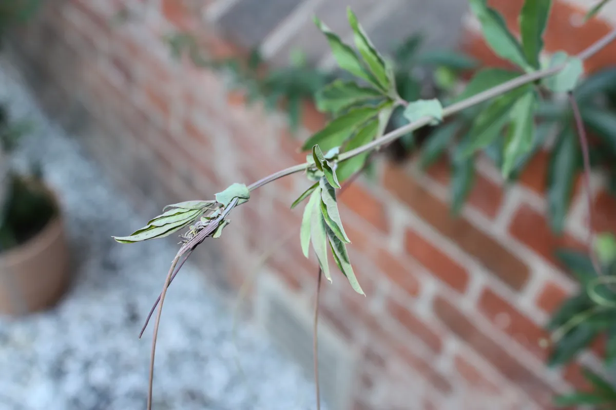 A close-up view of a green plant branch with elongated, variegated leaves, set against a blurred background of a brick wall and some potted plants. The focus is on the delicate structure of the leaves and the subtle details of the plant.