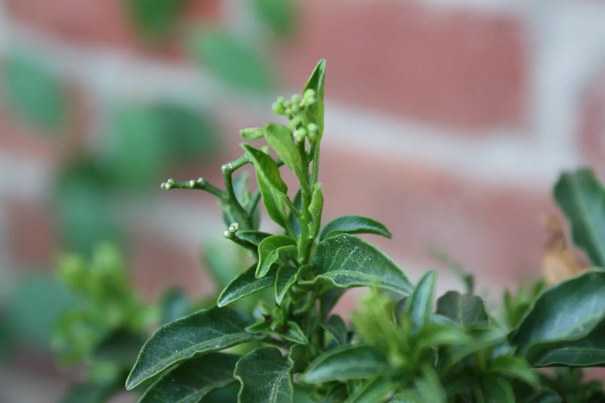 Close-up of a leafy green plant with new growth and small buds emerging from the tips of the branches, set against a blurred brick background.