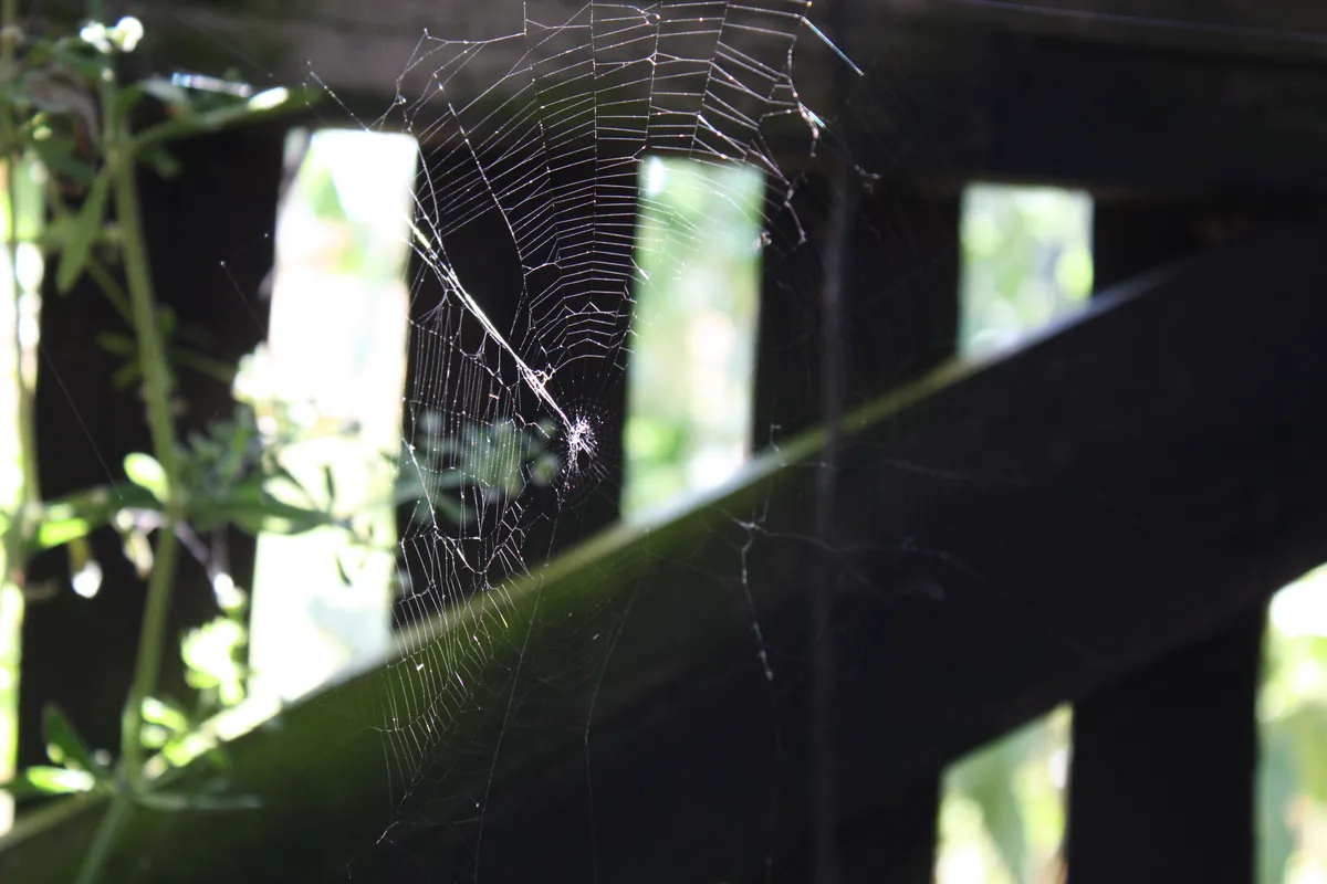 A spider web glistens in sunlight, suspended between wooden planks, with greenery softly blurred in the background.