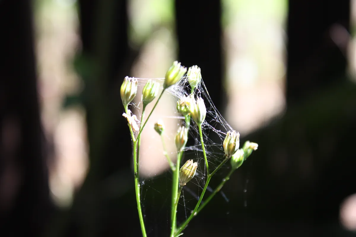 Delicate green buds on a slender stem are partially covered in fine webbing, glistening in soft sunlight against a blurred dark background.