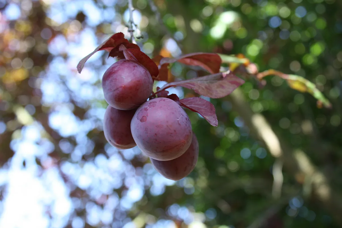 A cluster of plump, reddish-purple plums hangs from a branch, surrounded by green leaves and blurred out-of-focus background foliage.