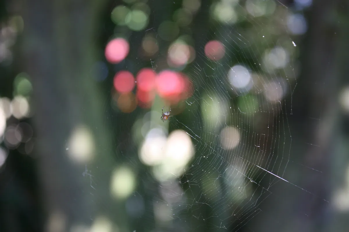 A spider is centered in its web, with blurred greenery and bright red flowers in the background, creating a beautiful bokeh effect. The web shows intricate patterns against the soft-focus backdrop.