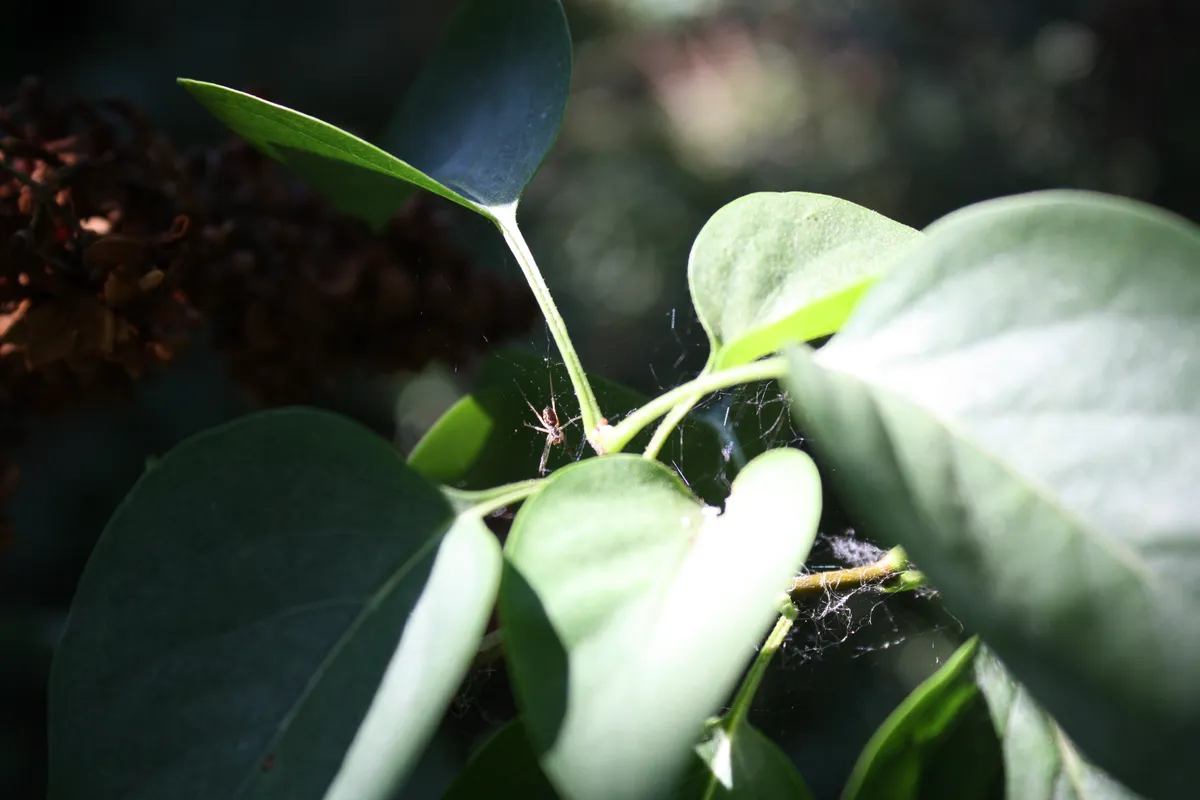Green leaves with a glossy texture are visible, featuring a few thin, delicate web strands among them. The background is blurred, suggesting a natural, outdoor setting.