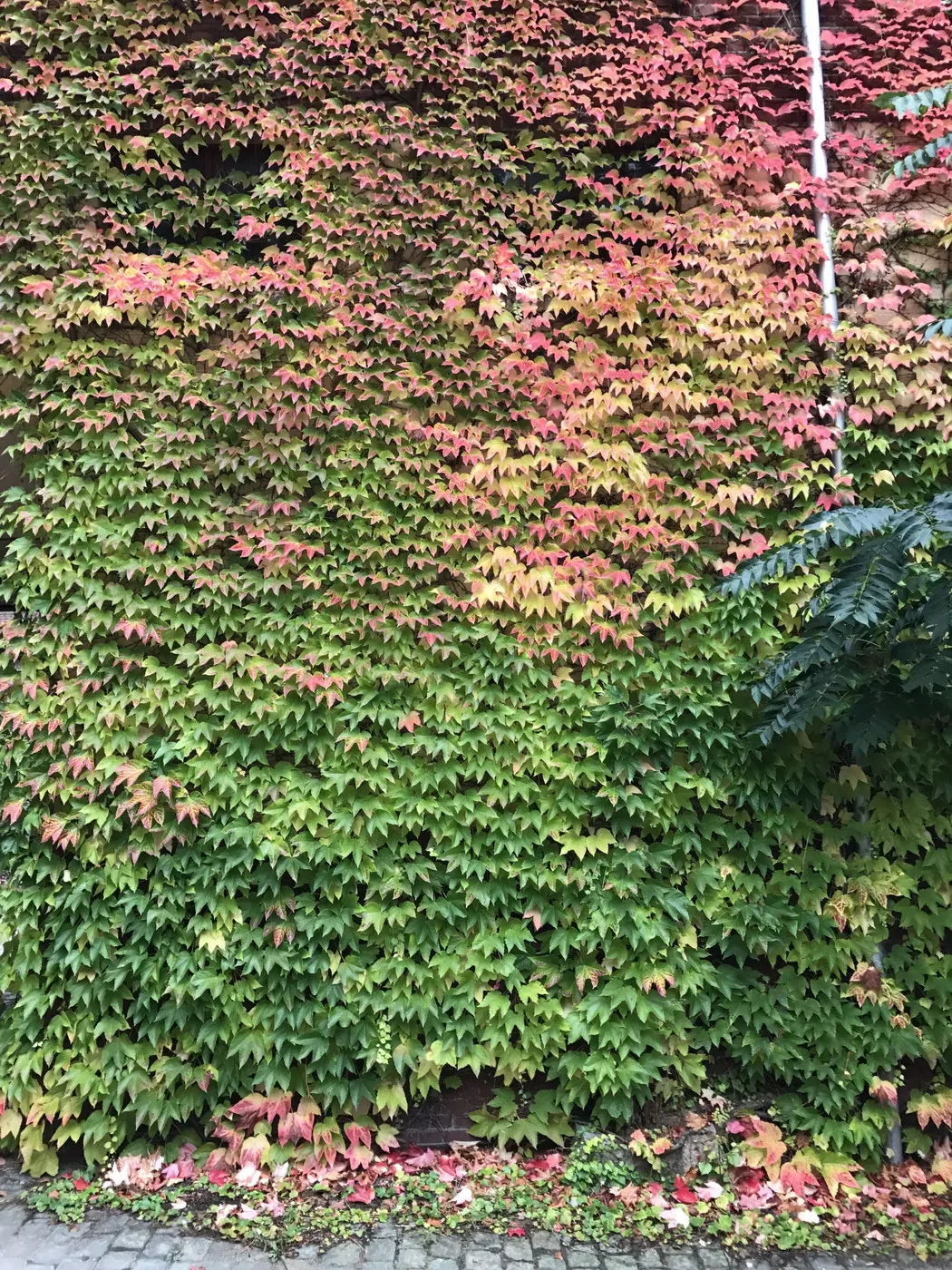 A wall covered in vibrant green ivy with patches of red and orange leaves, indicating the change of seasons. The ground is scattered with fallen leaves in similar colors.