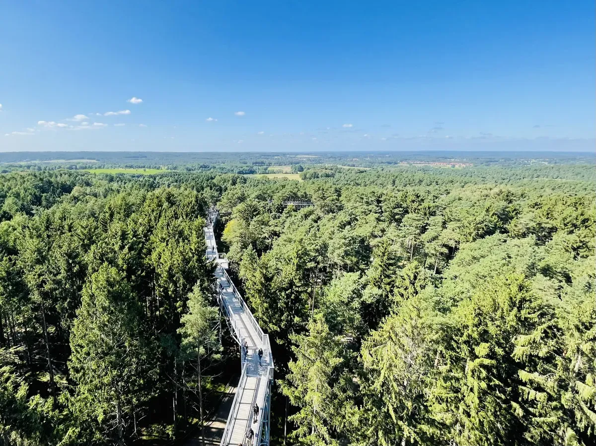 A scenic view from above showcasing a tall observation tower surrounded by dense green forests. A winding walkway stretches through the treetops, leading into the horizon under a clear blue sky.