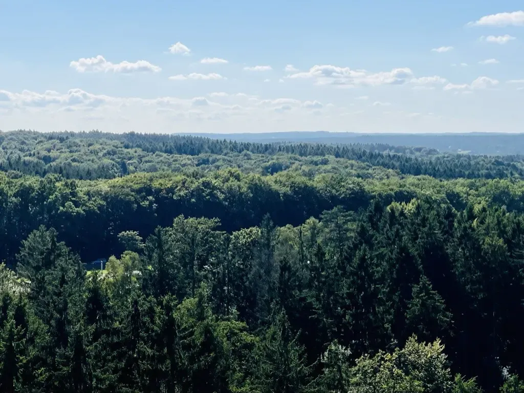 Lush green trees blanket a vast landscape under a clear blue sky with scattered clouds, extending into the distance where rolling hills are visible. The scene showcases a mix of deciduous and coniferous forests, creating a vibrant, natural setting.