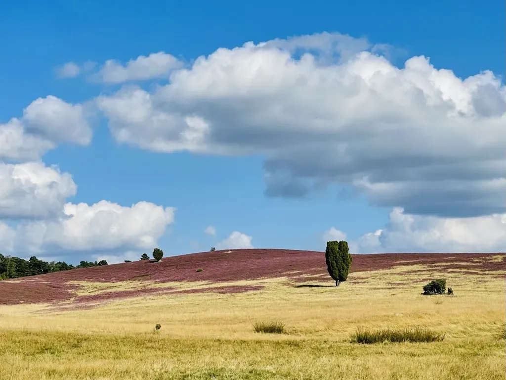 A vast landscape features rolling hills covered in purple vegetation under a bright blue sky dotted with fluffy white clouds. A single, tall tree stands prominently on the hillside, contrasting against the grassy field below.