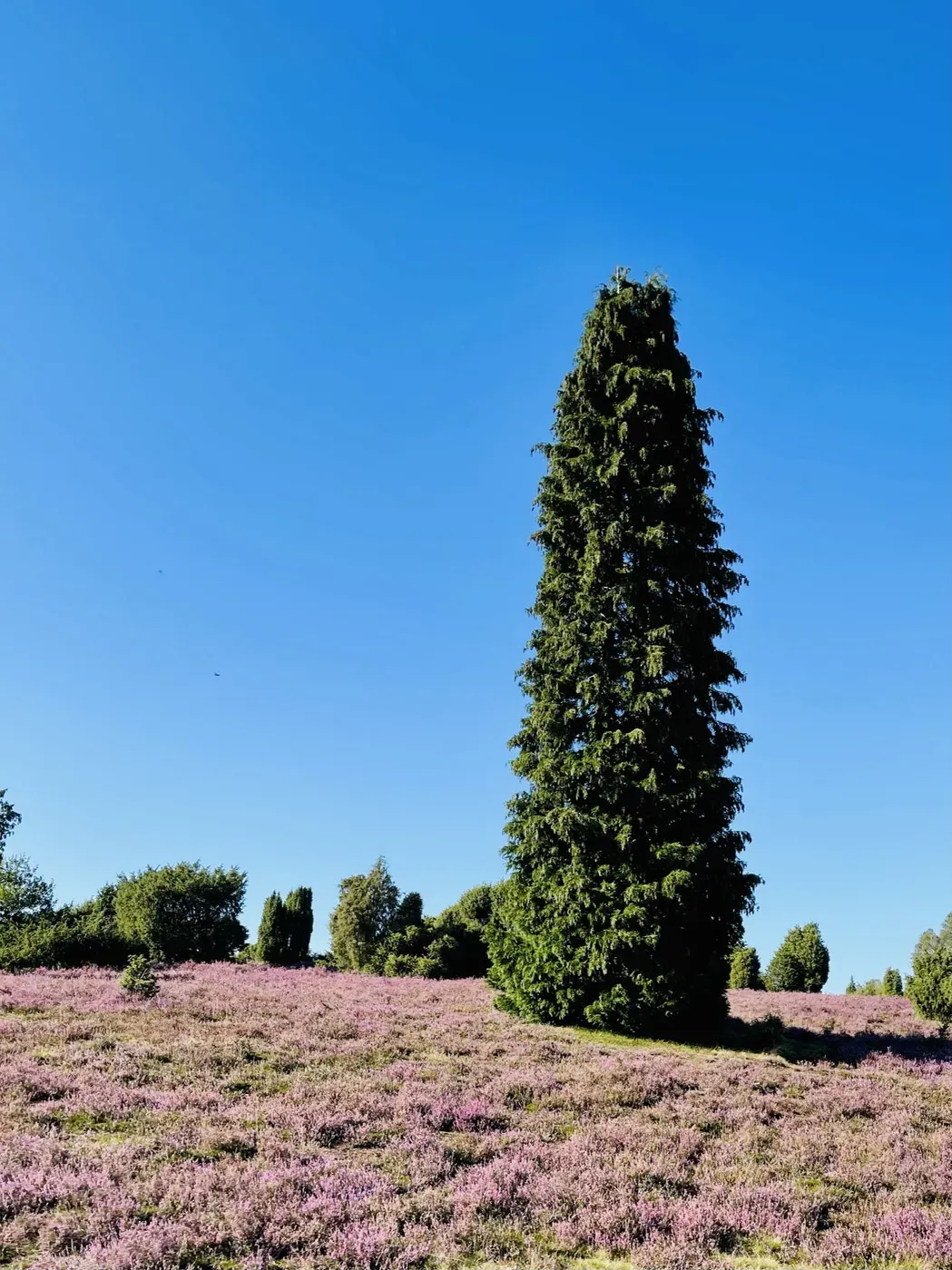A tall evergreen tree stands prominently in a field covered with bright pink flowers, under a clear blue sky. Surrounding the tree are patches of green bushes and smaller trees.