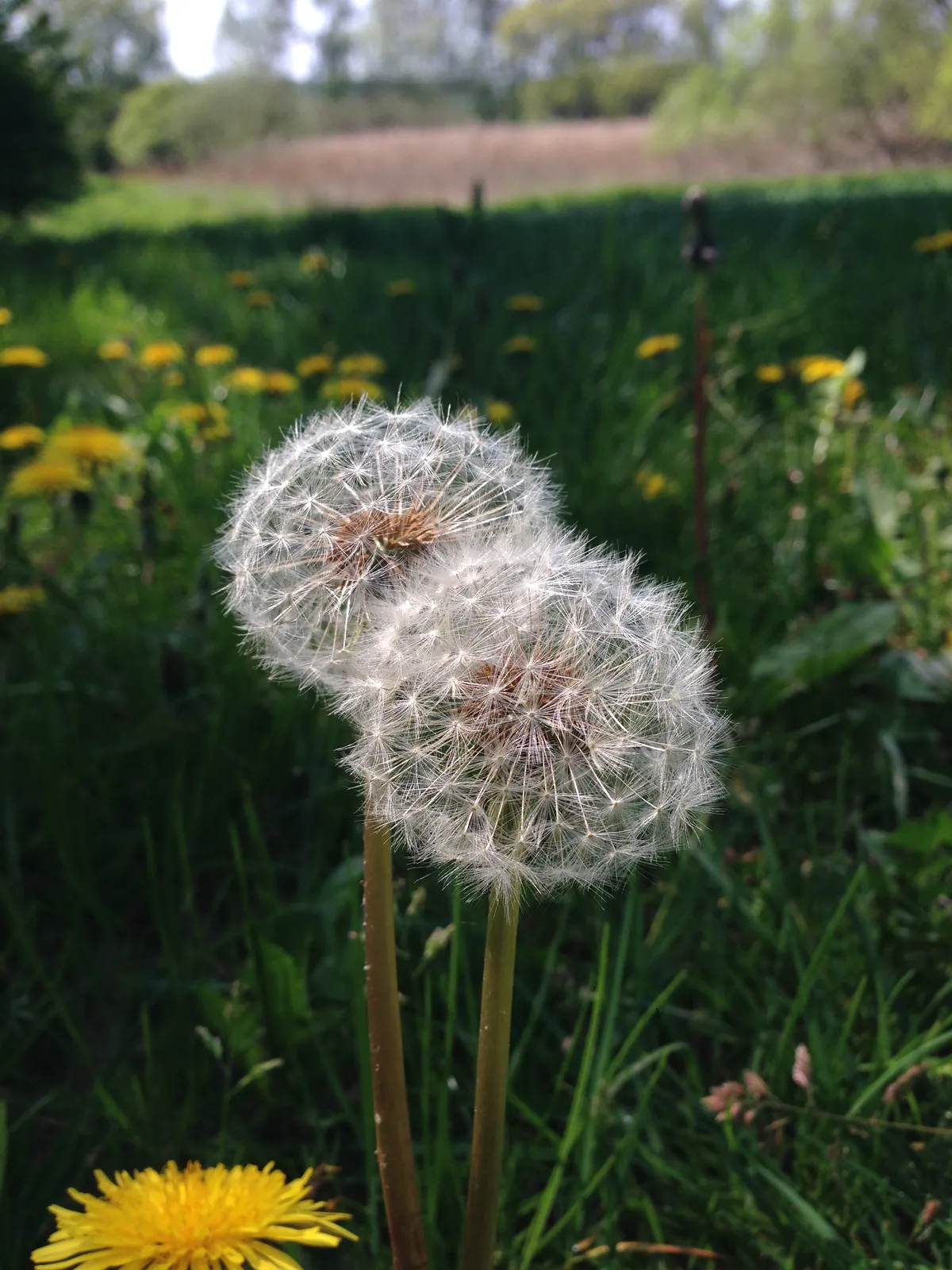 Two dandelion seed heads, fluffy and white, stand upright in a lush green field dotted with yellow flowers. The background features a blurred landscape of grass and trees.