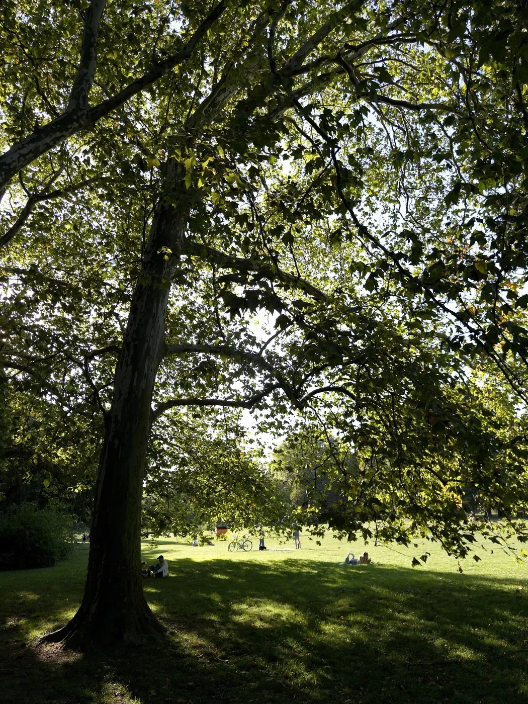 A large tree with broad leaves casts shade over a grassy area where people are relaxing and enjoying the outdoors. The sunlight filters through the leaves, creating a dappled pattern on the ground.