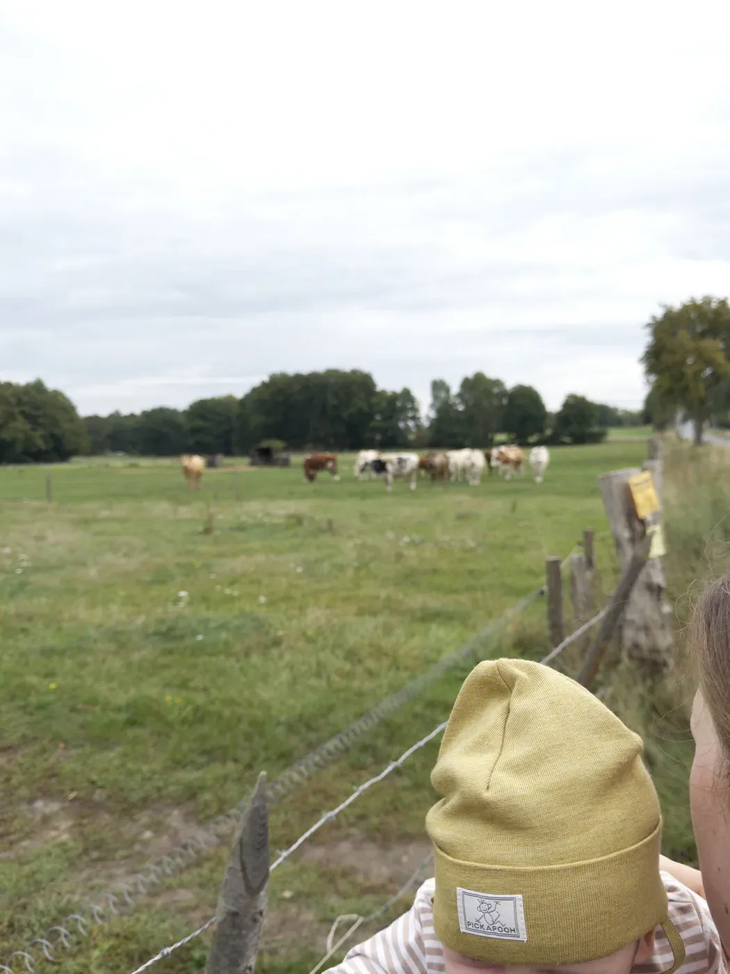 A person is holding a small child, wearing a yellow hat, in the foreground. In the background, a grassy field is filled with several cows grazing near a fence, with trees and a shelter in the distance.