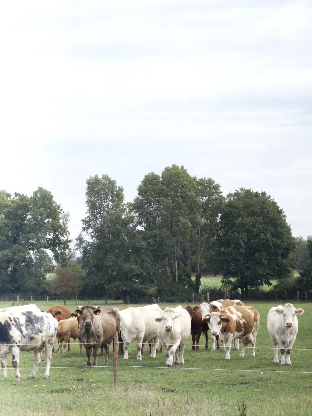 A group of cows stands in a grassy field, with a mix of brown and white, black and white, and solid-colored animals. Lush green trees are visible in the background under a cloudy sky.