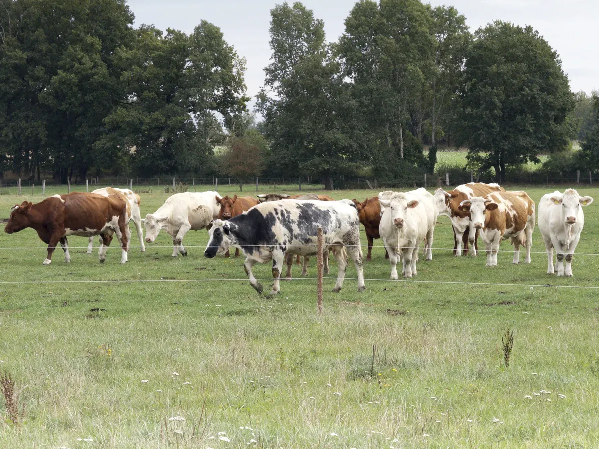 A herd of cows grazing in a green field, with various colors including black and white, brown, and cream. Trees and a cloudy sky form the background.
