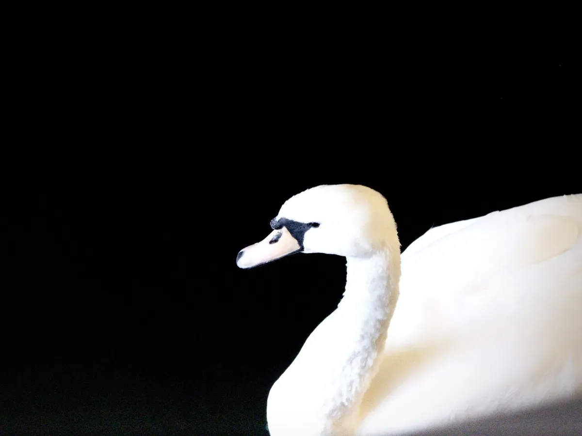 A white swan is positioned against a black background, showcasing its elegant neck and distinctive features, including a curved beak and black markings around the eyes. The soft texture of the swan's feathers is highlighted by the contrast with the dark backdrop.
