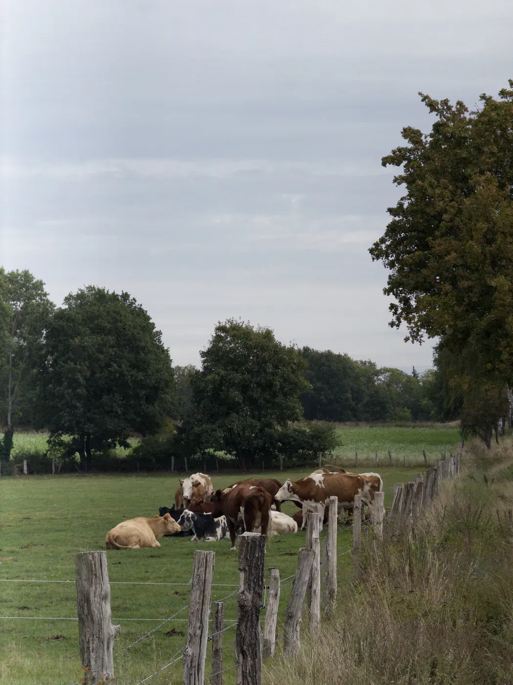 A group of cows rests in a green pasture next to a wooden fence, with trees in the background under a cloudy sky.