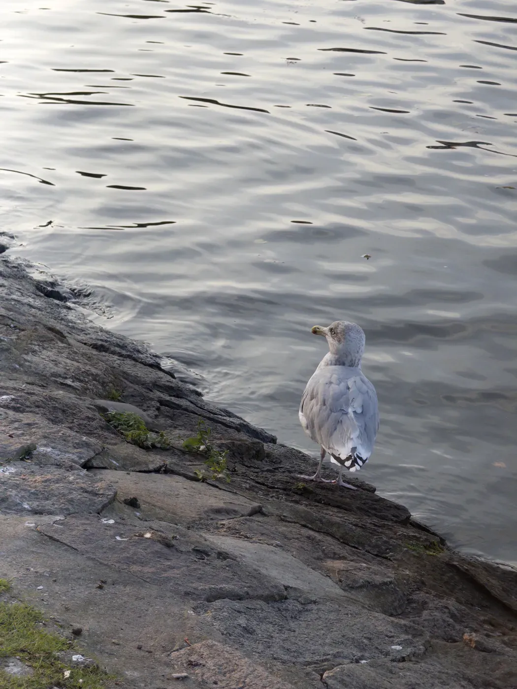 A seagull stands on a rocky shoreline near calm water, facing away from the viewer. The surface of the water reflects light, creating gentle ripples.