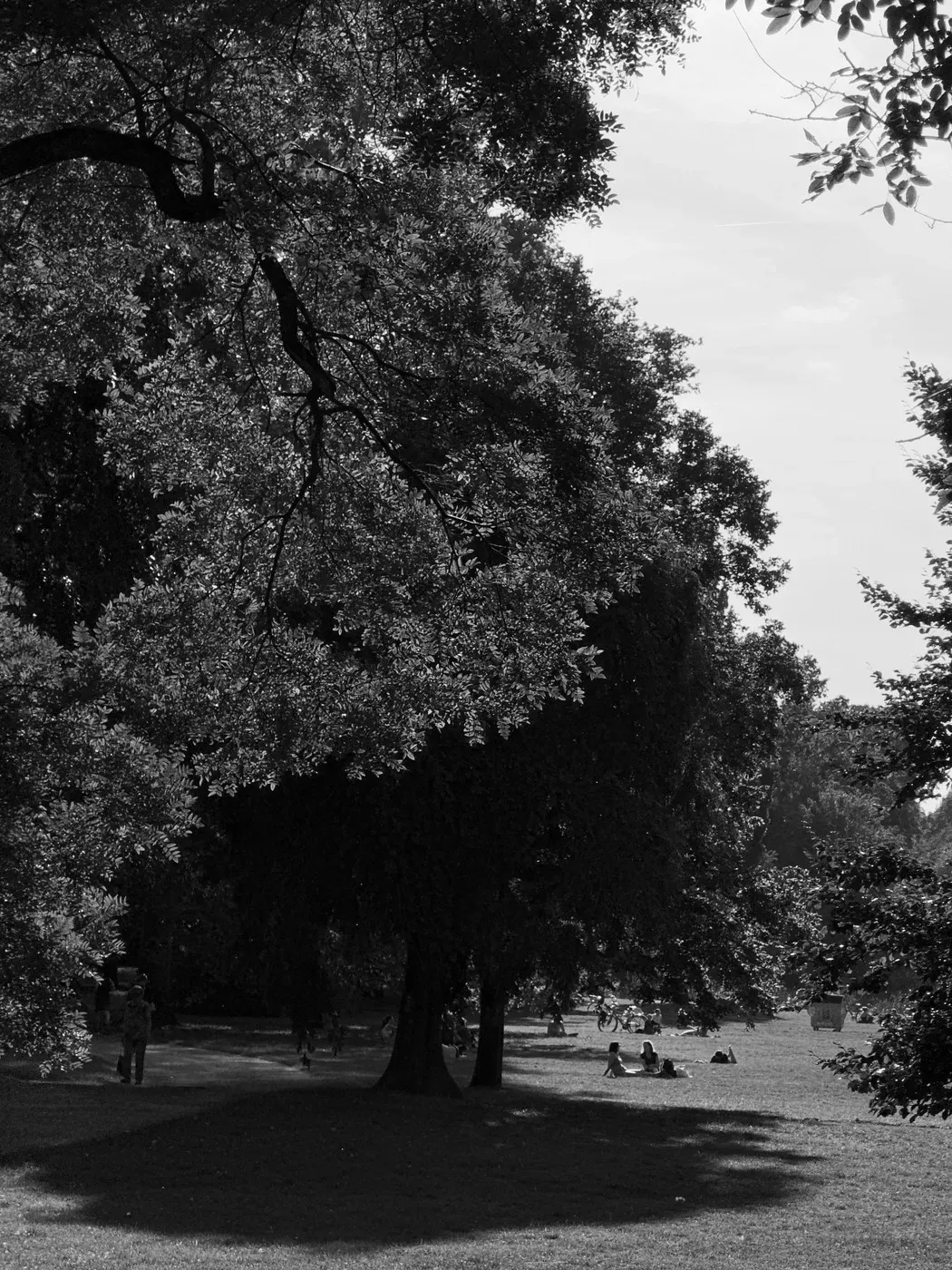 A sunlit park scene in black and white, featuring large trees casting intricate shadows on the grass. In the background, people are scattered on the lawn, enjoying the outdoors.
