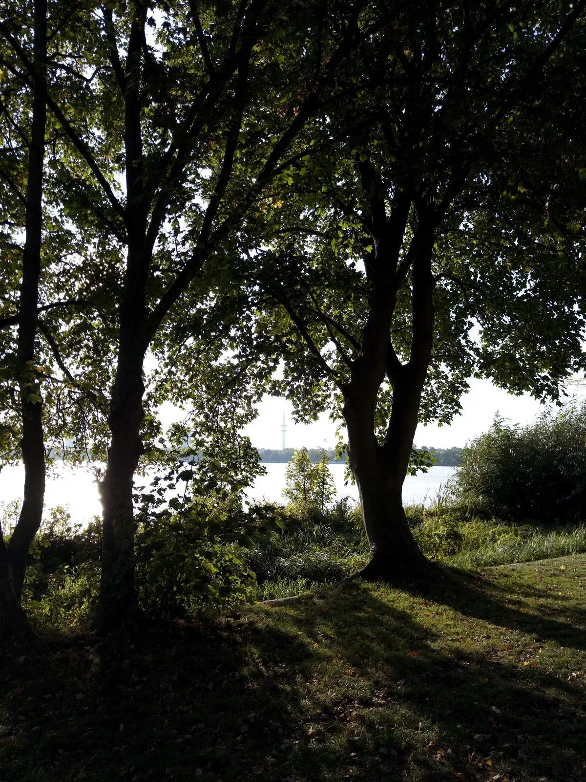 Two trees stand silhouetted against a bright background of water and sunlight, with a tower visible in the distance. The ground is dappled with shadows from the trees, surrounded by lush greenery.