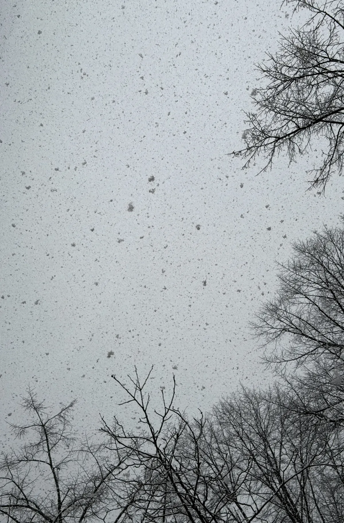 Gray sky filled with falling snowflakes, with bare tree branches in the foreground. The scene captures a cold, wintry atmosphere.