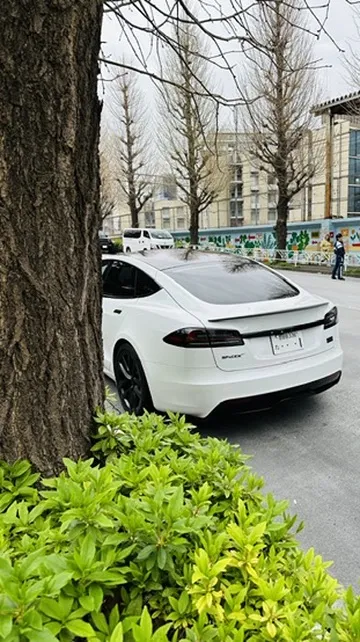 A white sedan is parked beside a tree, partially obscured by greenery. The background features a street lined with trees and buildings.