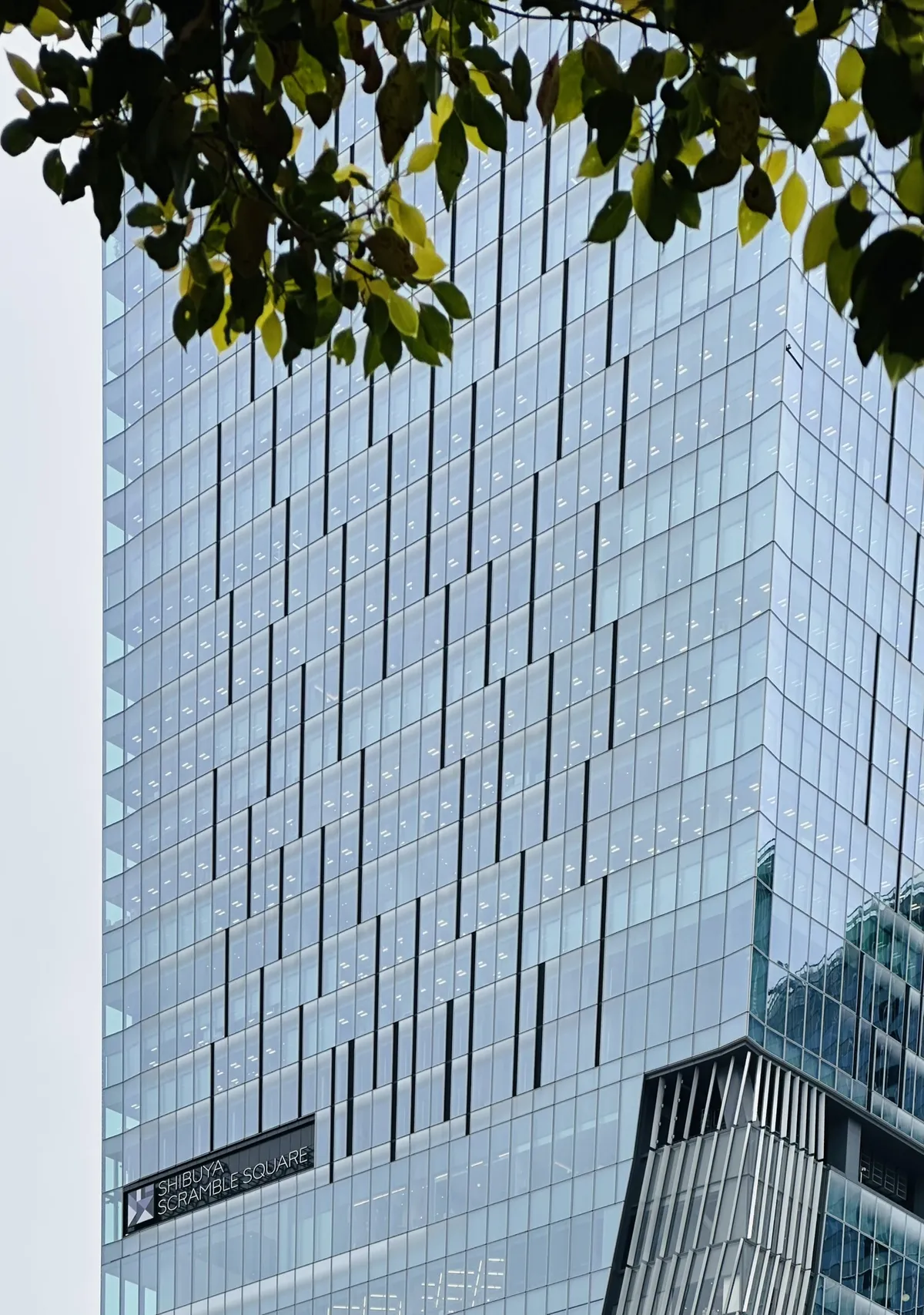 The image shows a modern glass skyscraper with a reflective facade, featuring numerous rectangular windows arranged in a grid pattern. In the lower left corner, a sign reads 'SHIBUYA SQUARE.' Green leaves from a nearby tree frame the top of the building.