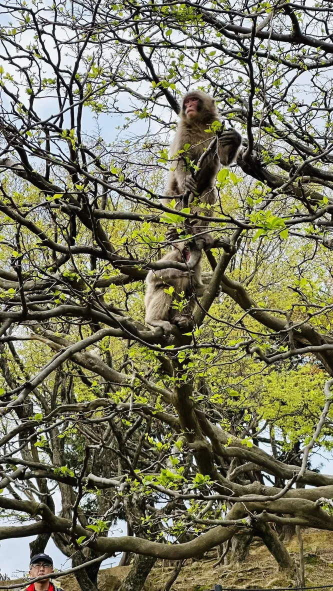 Two monkeys are climbing in a tree with budding green leaves, while a person stands in the background, partially visible among the branches.