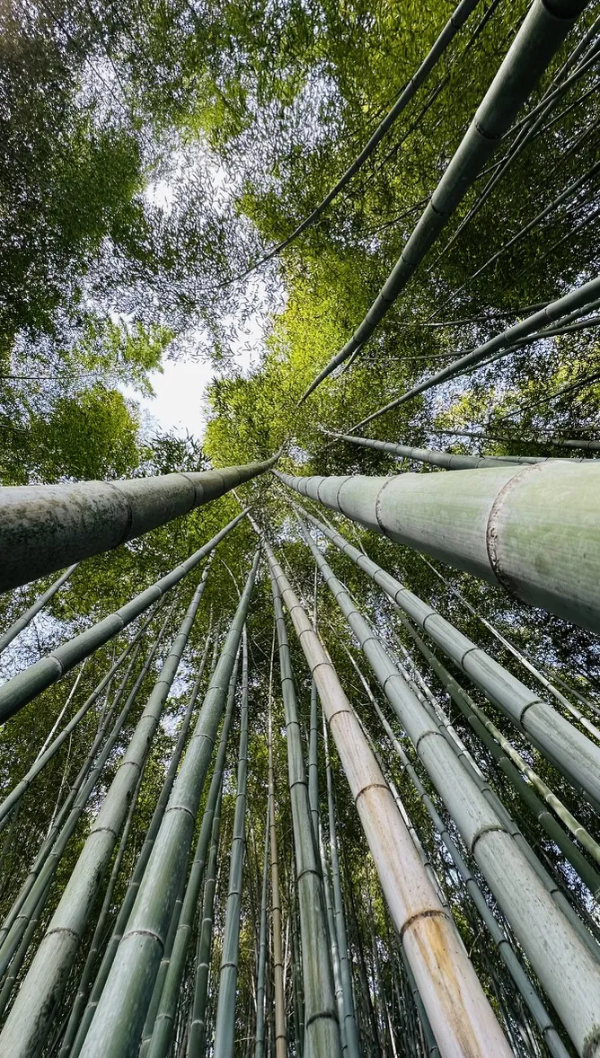 Tall bamboo stalks stretch upwards towards a canopy of green leaves, with sunlight filtering through from above, creating a serene and natural atmosphere. The perspective is from ground level, looking up into the dense bamboo grove.