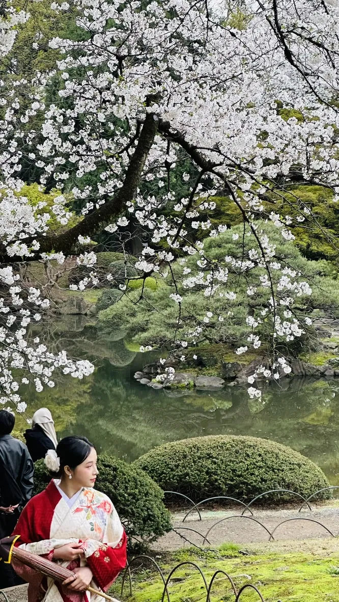 A woman in a red kimono stands in a garden under a cherry blossom tree, with delicate pink flowers in full bloom above her. In the background, a serene pond and lush greenery are visible, creating a tranquil atmosphere.