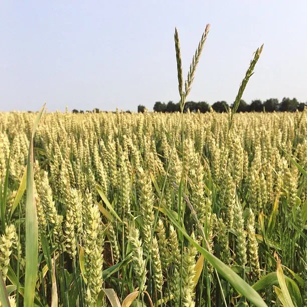 A lush field of wheat appears in the foreground, with tall green stalks and ripening heads. The horizon features a line of trees against a clear sky, suggesting a sunny day.