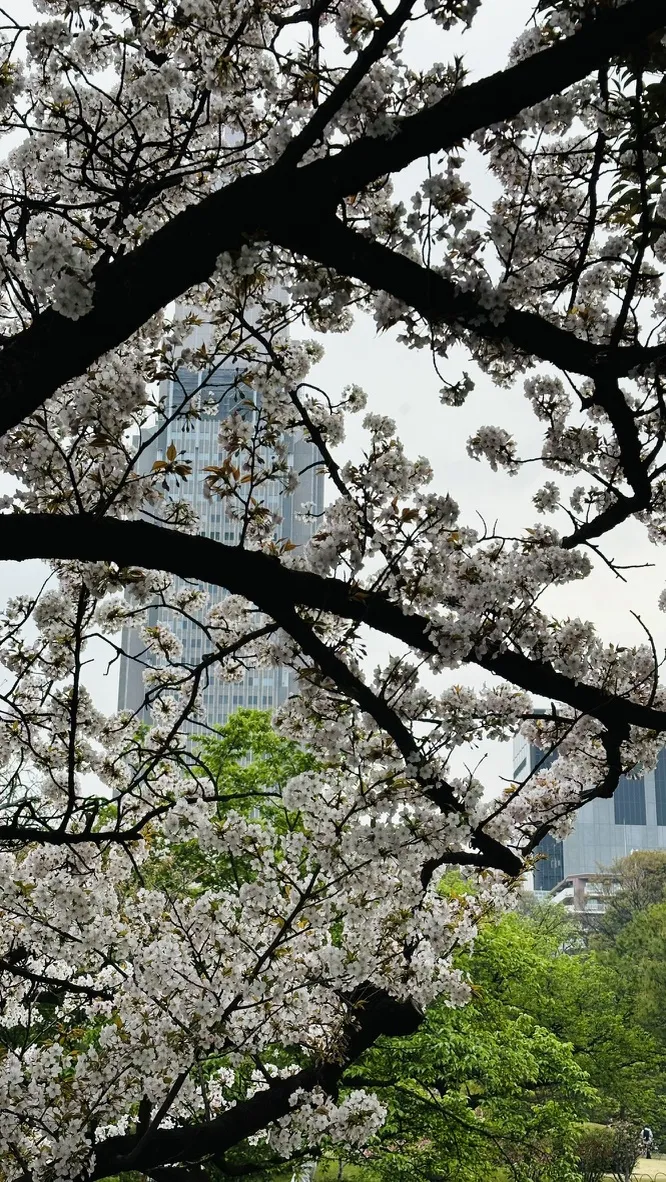 Cherry blossom branches filled with white flowers frame a view of a modern skyscraper in the background, set against a cloudy sky. Lush green trees are visible beneath the blossoms, enhancing the natural scene.