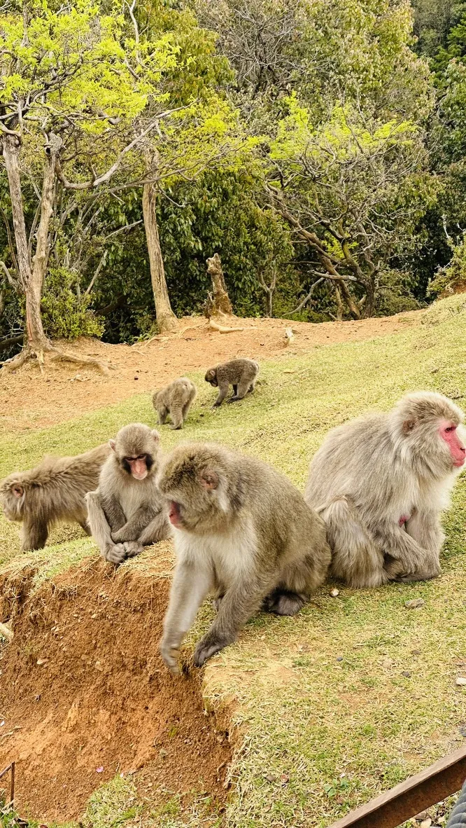 A group of macaques is seen on a grassy hillside, with several monkeys sitting and grooming themselves. In the background, a few monkeys are foraging, while trees and greenery surround the area.