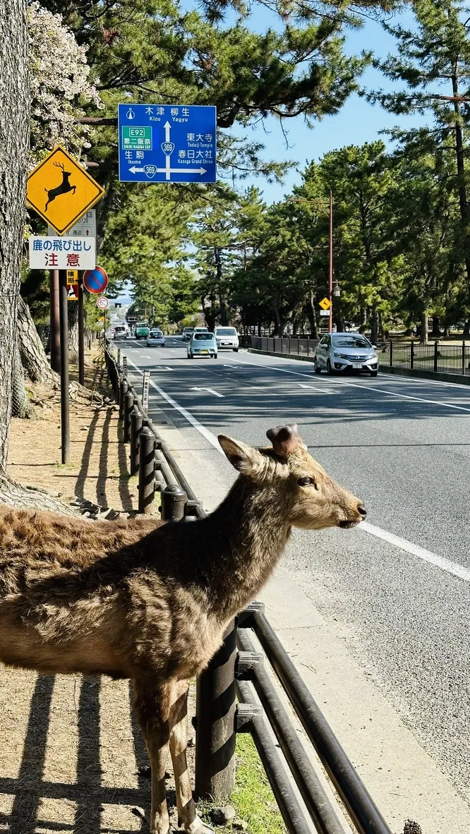 A deer stands beside a road in a park setting, near traffic signs indicating caution for deer crossings. Tall pine trees line the background, and cars are visible on the road.