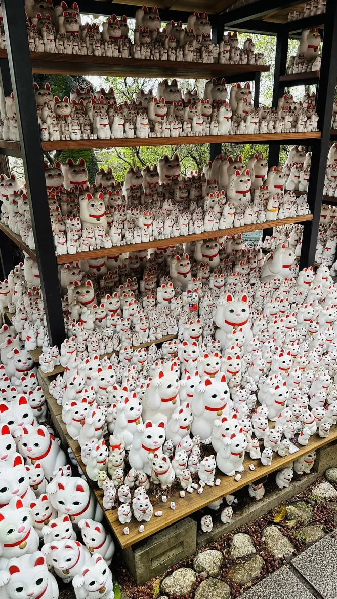 A large display of numerous white ceramic maneki-neko figurines, also known as 'lucky cats,' with red accents, arranged on wooden shelves. The figurines vary in size, creating a visually striking, crowded collection.
