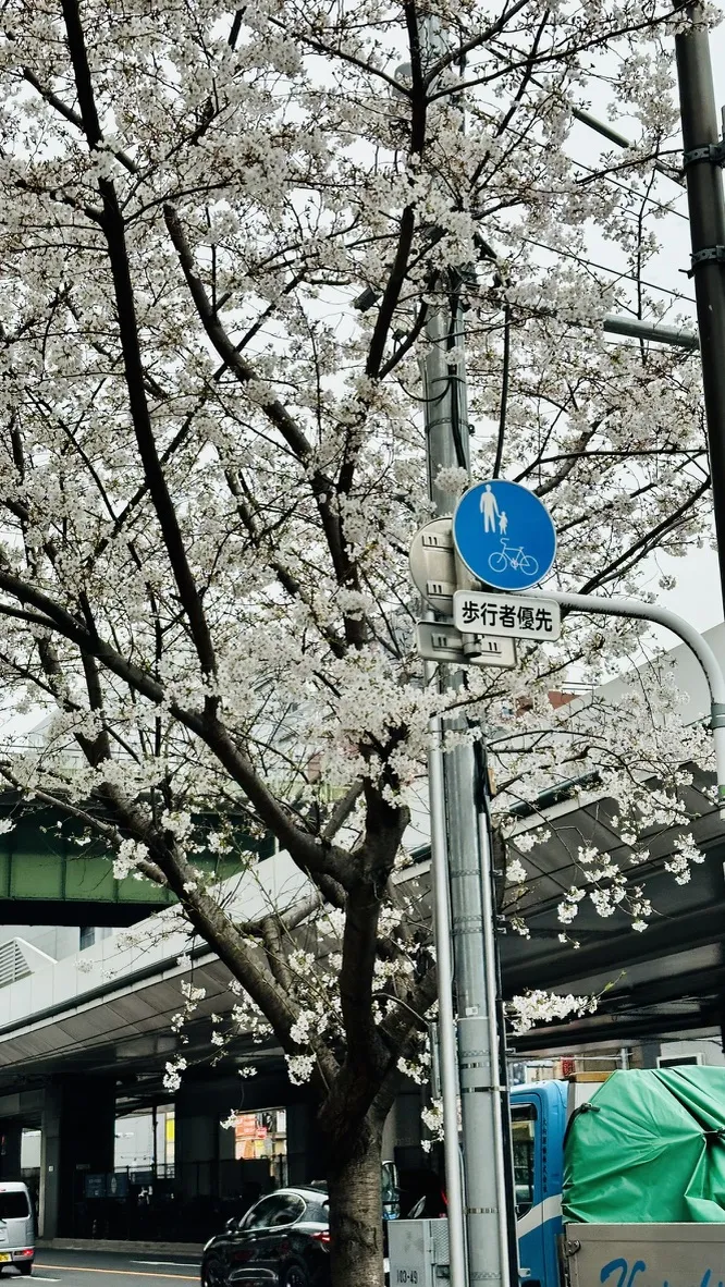 A tree adorned with blooming white flowers stands next to a street sign indicating a bike lane and pedestrian priority. The background features a road under an elevated structure, suggesting an urban environment.