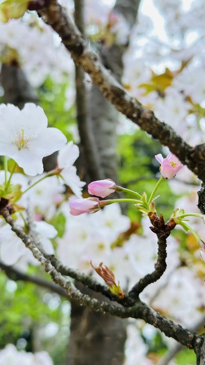 Delicate cherry blossom branches are adorned with clusters of white flowers and pink budding blossoms against a softly blurred green background. The textured brown bark of the tree is visible, enhancing the natural beauty of spring.