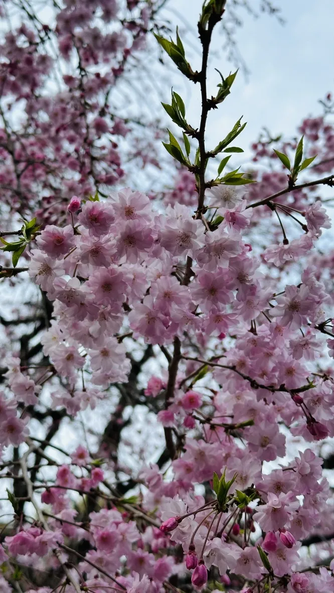 Delicate pink cherry blossoms bloom on slender branches, surrounded by new green leaves. The background features a soft blur of additional pink flowers, creating a serene spring atmosphere.